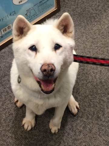 保護犬　しろたま