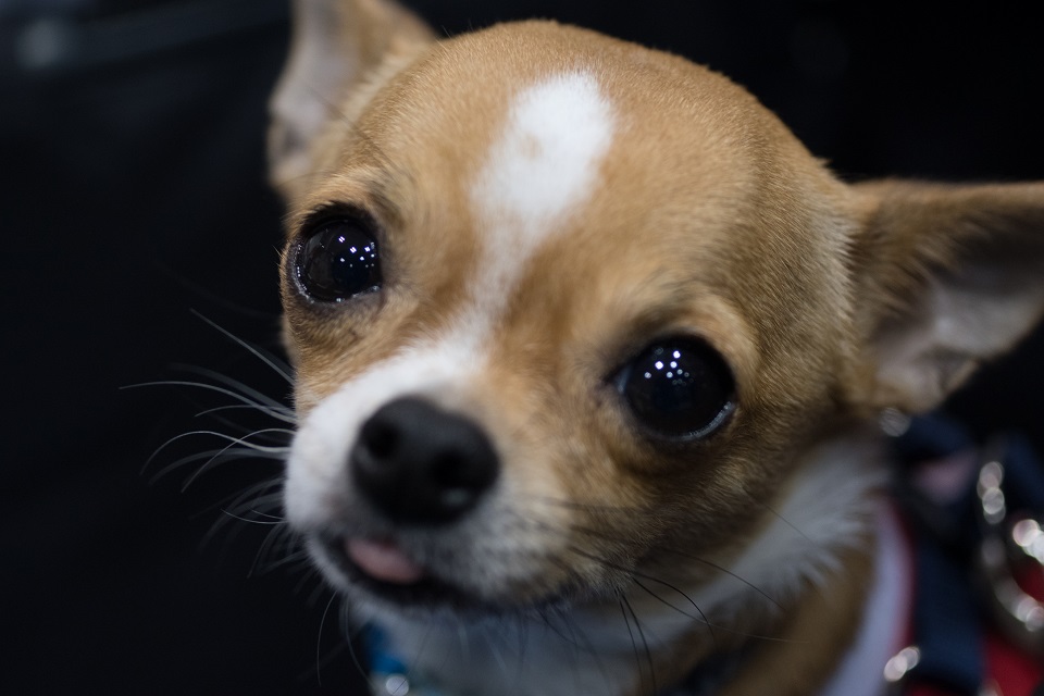 保護犬　チワワ★960