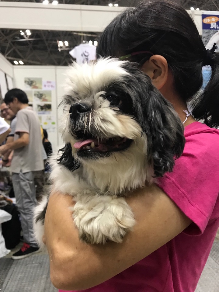 保護犬と佐藤さん★720