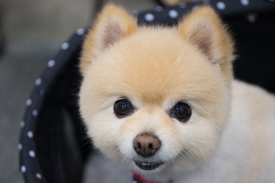 保護犬　豆しば★960