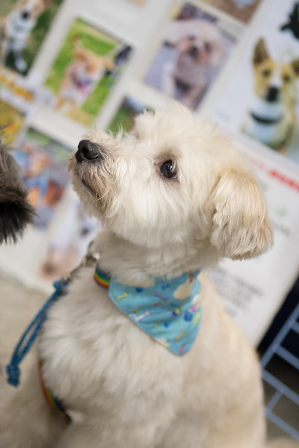 保護犬　白犬１匹★960