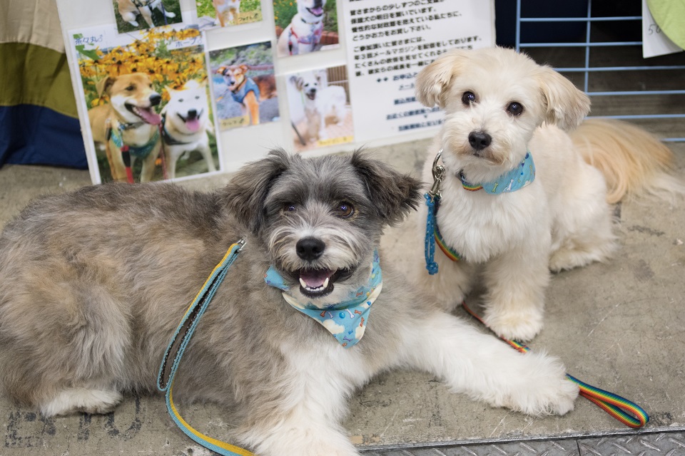 保護犬　犬２匹★960