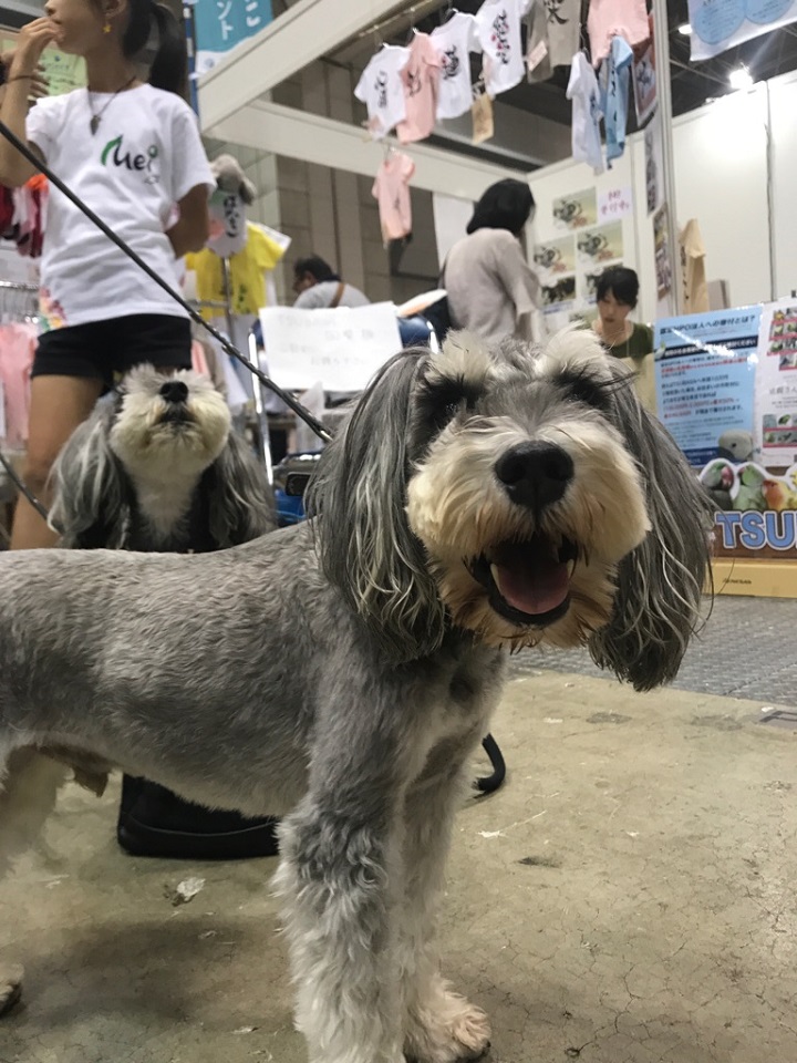 庄司社長の保護犬★720