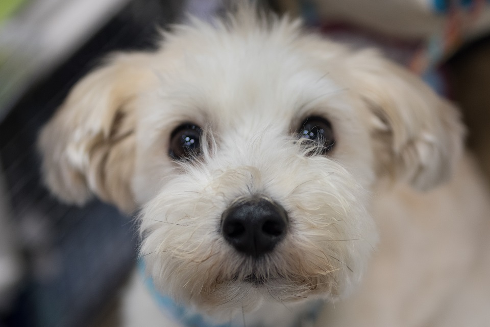 保護犬 プードル★960