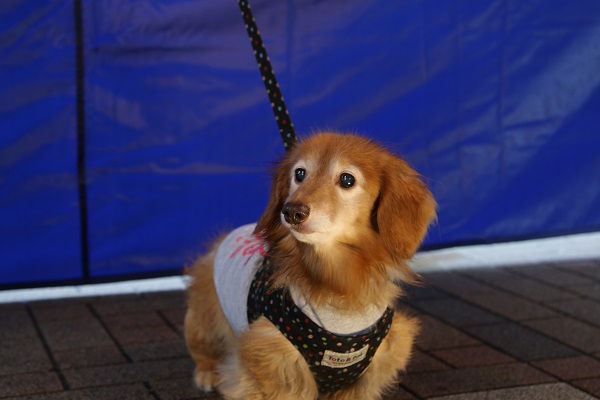 ダックス６HP用