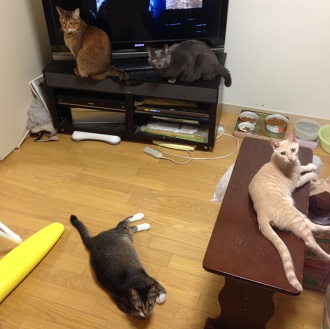 吉影さん 猫 330