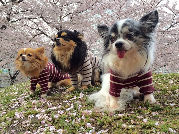 犬と桜 700