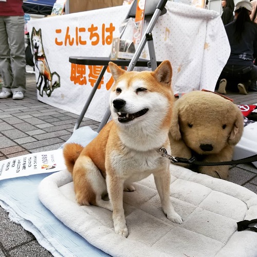 すまいるフェス　聴導犬