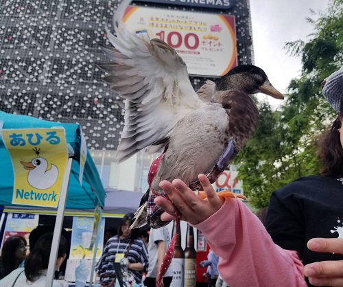 すまいるフェス　鳥