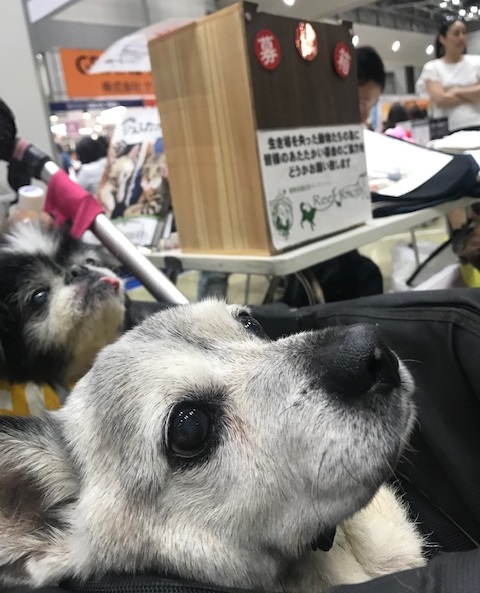 藤元さんの犬