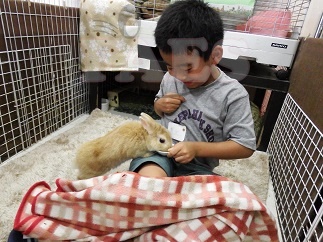 うさぎイベント