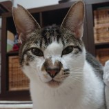 2021年2月28日千葉店に参加するねこけん千葉支部の保護猫5
