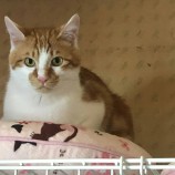 2021年4月25日千葉店に参加する保護猫12