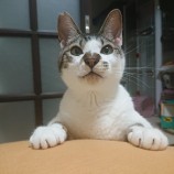 2021年5月23日千葉店に参加する保護猫1