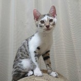 2022年6月27日千葉店に参加する保護猫20