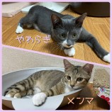 千葉店に参加する保護猫10