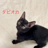 千葉店に参加する保護猫11
