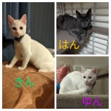 千葉店に参加する保護猫17