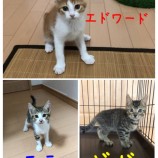 千葉店に参加する保護猫4