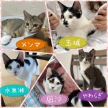 千葉店に参加する保護猫14