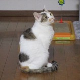 千葉店に参加する保護猫6