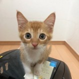 2021年10月24日千葉店に参加するねこけん千葉支部の保護猫1
