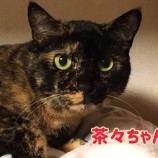 2021年10月24日千葉店に参加するねこけん千葉支部の保護猫3