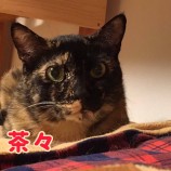 2021年11月28日千葉店に参加するねこけん千葉支部の保護猫2