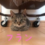2021年11月28日千葉店に参加するねこけん千葉支部の保護猫24