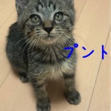 2021年11月28日千葉店に参加するねこけん千葉支部の保護猫