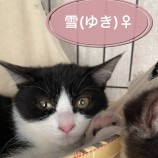 2021年1月23日千葉店に参加するねこけん千葉支部の保護猫22