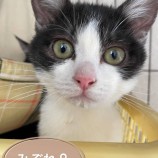 2021年1月23日千葉店に参加するねこけん千葉支部の保護猫21