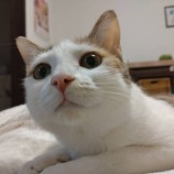 2022年2月27日千葉店に参加するねこけん千葉支部の保護猫1