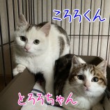 2022年3月27日千葉店に参加するねこけん千葉支部の保護猫21