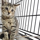 2022年7月24日荒川沖店に参加するの犬猫物語の保護猫7