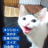 2022年7月24日荒川沖店に参加するの犬猫物語の保護猫8