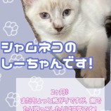 2022年8月21日荒川沖店に参加するネコスペ事務局の保護猫082108