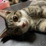 2022年9月14日荒川沖店に参加するホーリーキャットの保護猫091401