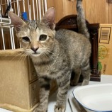 2022年9月14日荒川沖店に参加するホーリーキャットの保護猫091402