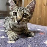2022年9月14日荒川沖店に参加するホーリーキャットの保護猫091403