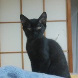 2022年9月14日荒川沖店に参加するホーリーキャットの保護猫091405