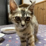 2022年9月14日荒川沖店に参加するホーリーキャットの保護猫091406