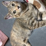 2022年9月14日荒川沖店に参加するホーリーキャットの保護猫091407