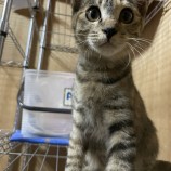 2022年9月14日荒川沖店に参加するホーリーキャットの保護猫091408