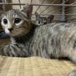 2022年9月14日荒川沖店に参加するホーリーキャットの保護猫091409