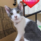 2022年9月14日荒川沖店に参加するホーリーキャットの保護猫091410