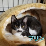 2022年8月21日千代田店に参加するアニマルフレンドの保護猫082104