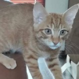 2022年8月27日君津店に参加する富津ねこネットの保護猫082703