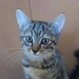 2022年8月27日君津店に参加する富津ねこネットの保護猫082704