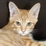 2022年8月27日君津店に参加する富津ねこネットの保護猫082705